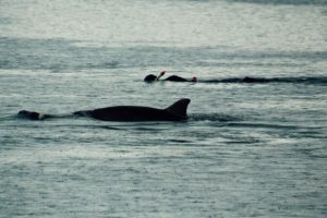 Dolphins in the Baltic