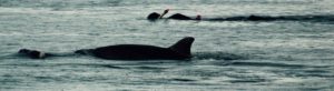 Dolphins in the baltic