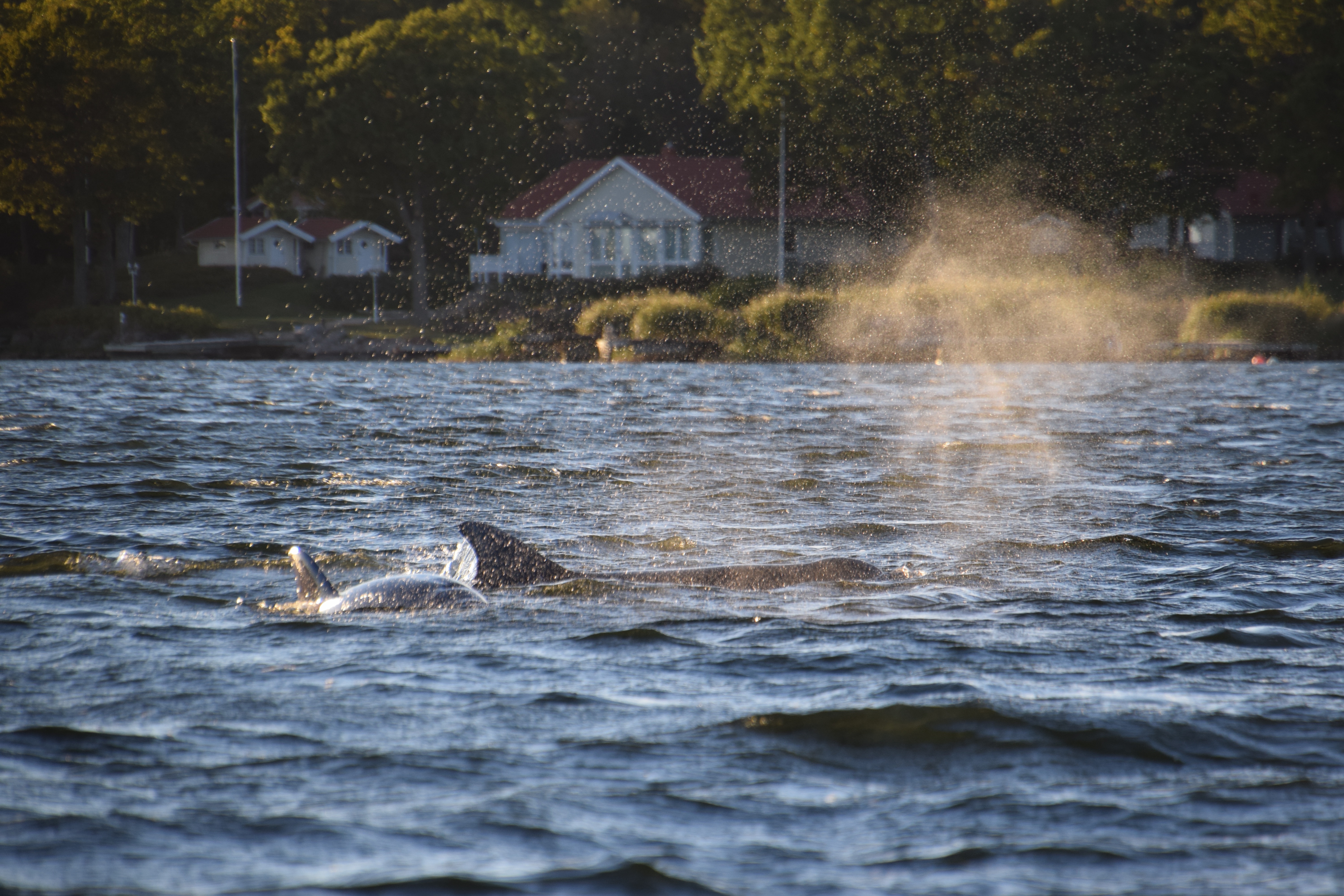 The Dolphin Swim Club goes on! On our way to more miracles?