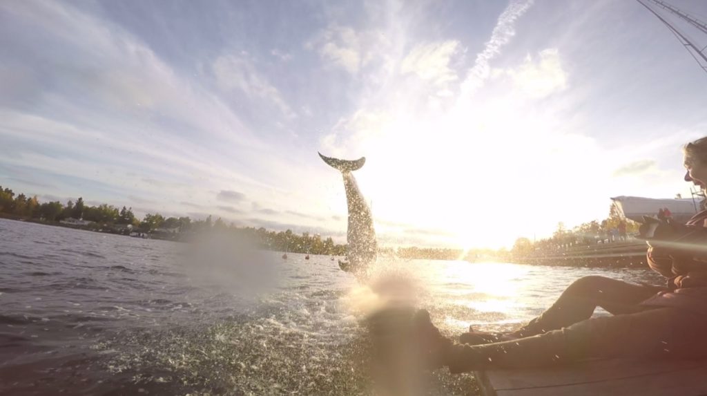 The Dolphin Swim Club goes on! On our way to more miracles? The