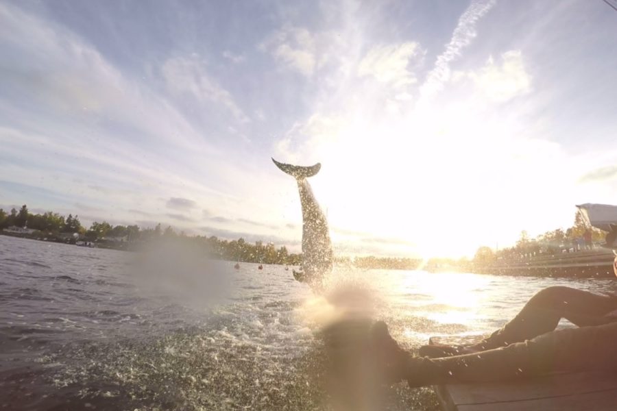 Jumping dolphin