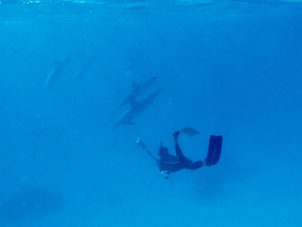 A freediver filming a pod of dolphins in the deep blue sea.