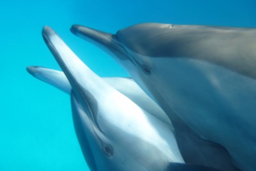 Spinner dolphins