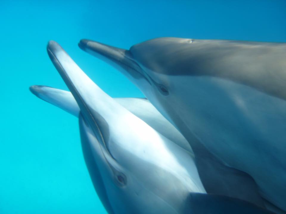 Spinner dolphins