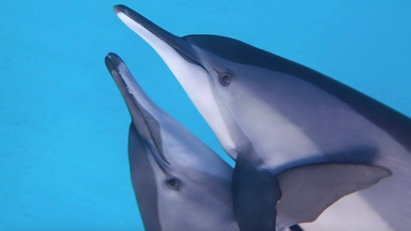 Spinner dolphins hugging