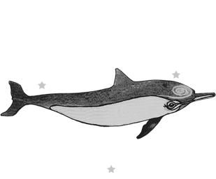 The Dolphin Swim Club