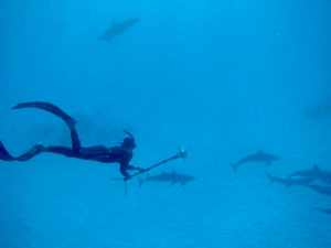Freediver