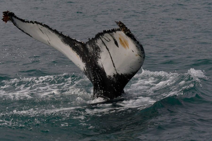 Whale tale