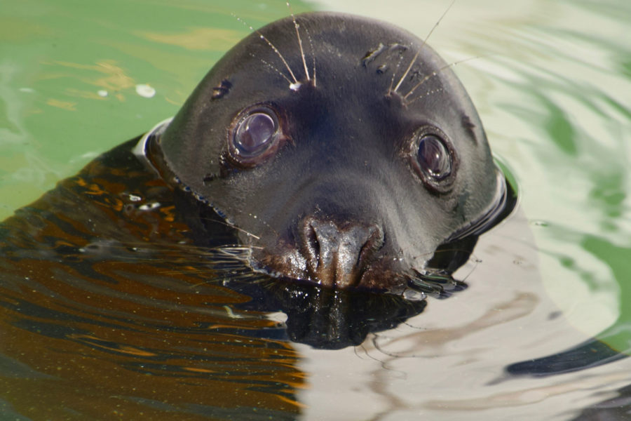 Zeehond