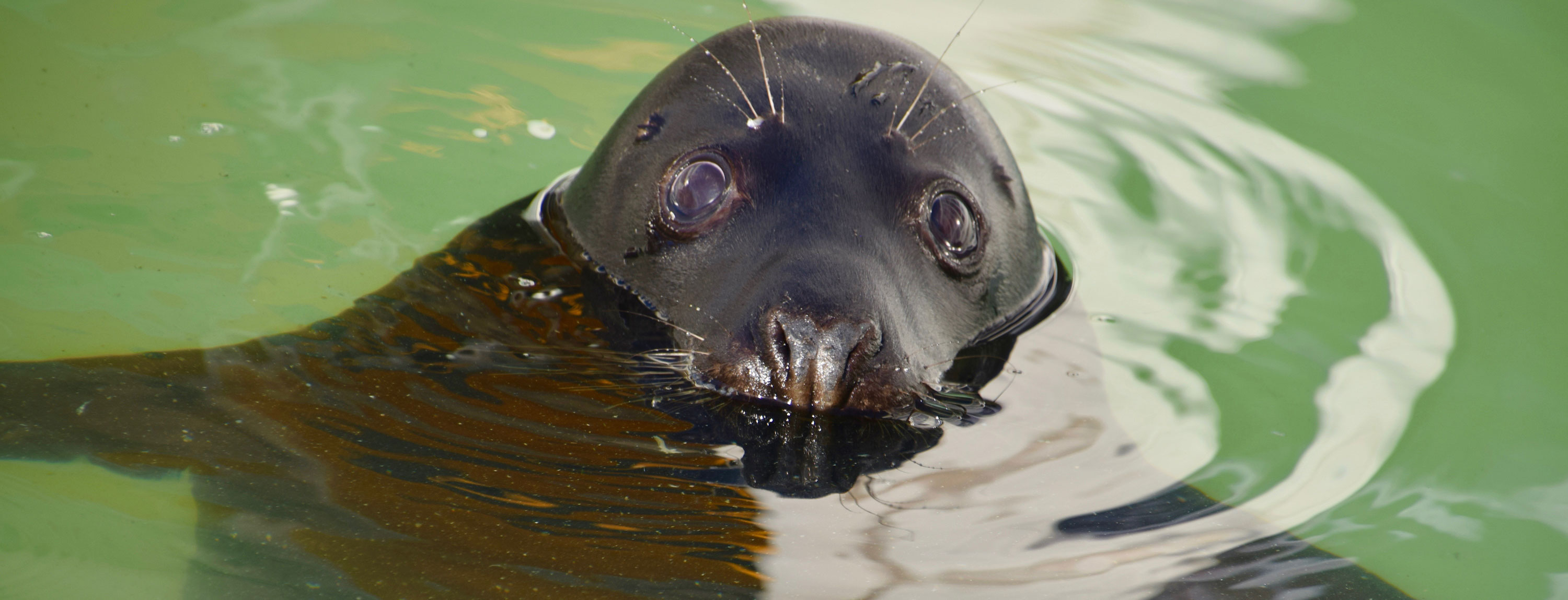 Seal it with a kiss