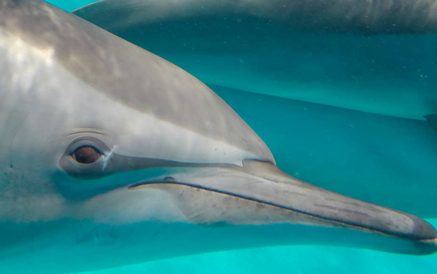 an ambassador of the Dolphin Swim Club The Dolphin Swim Club