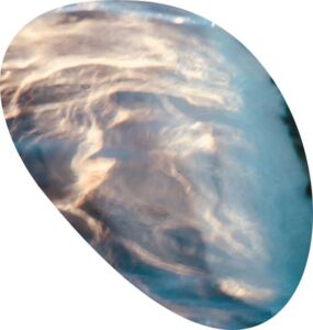 The eye of a dolphin