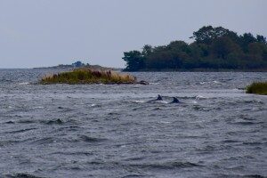 Two bottlenose dolphins in the baltic sea