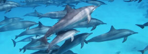 A pod of spinner dolphins